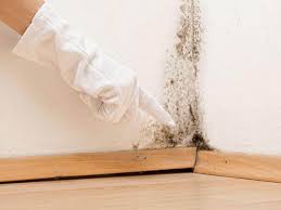 Best Emergency Mold Remediation in Shingle Springs, CA